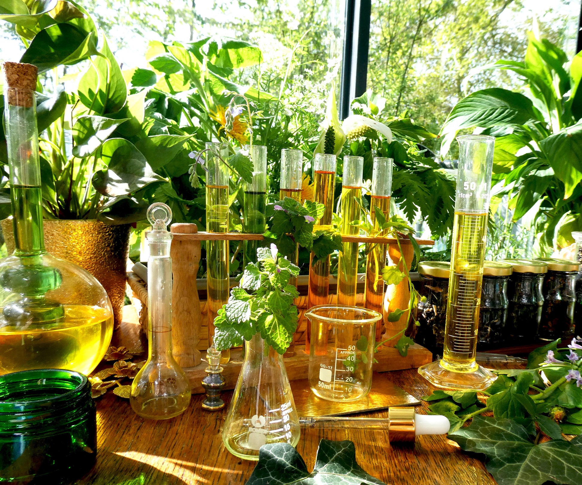 Laboratory setup with beakers, flasks, and plants on a wooden table.
