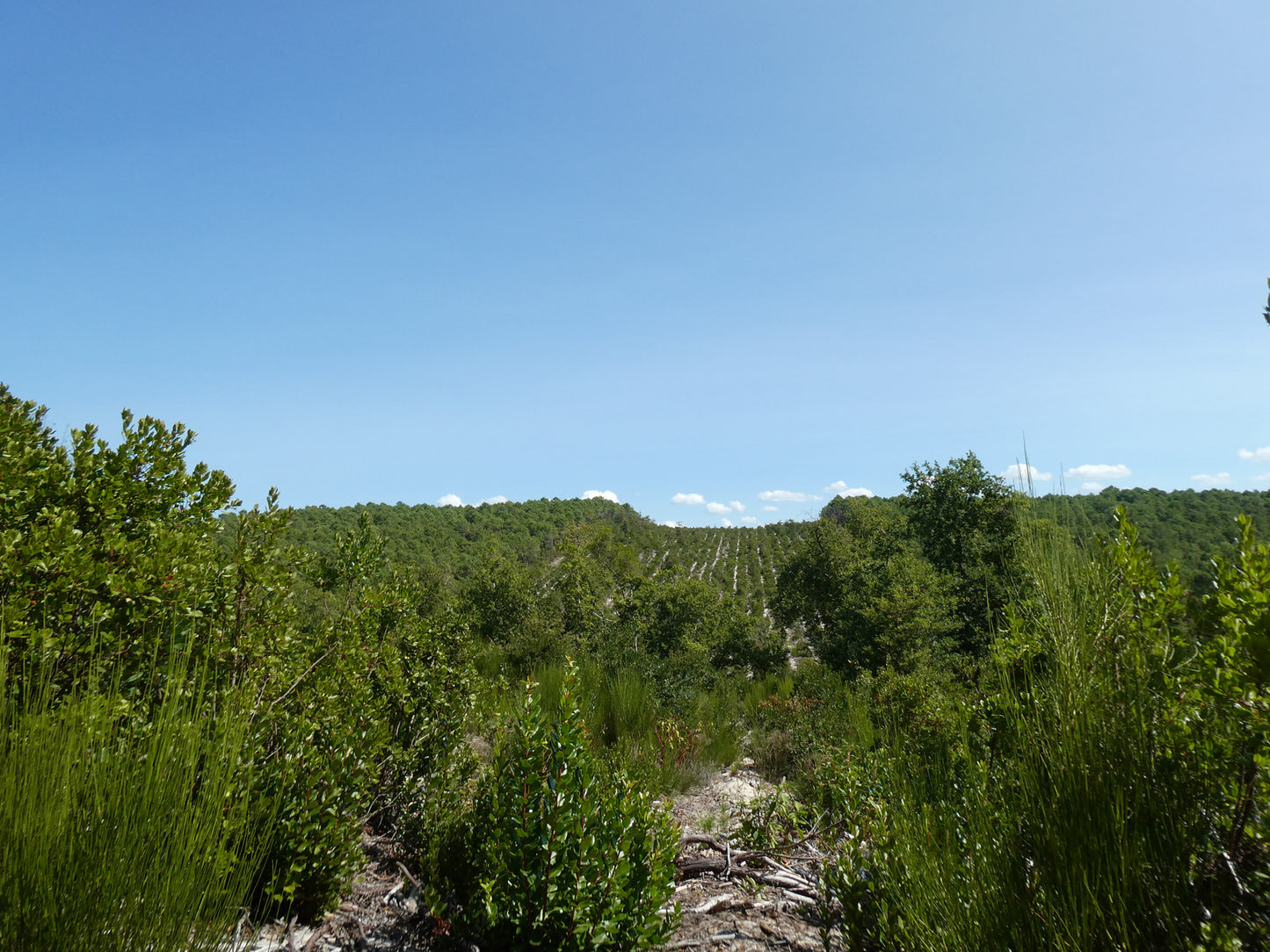 Scenic view of a forested landscape with clear blue sky