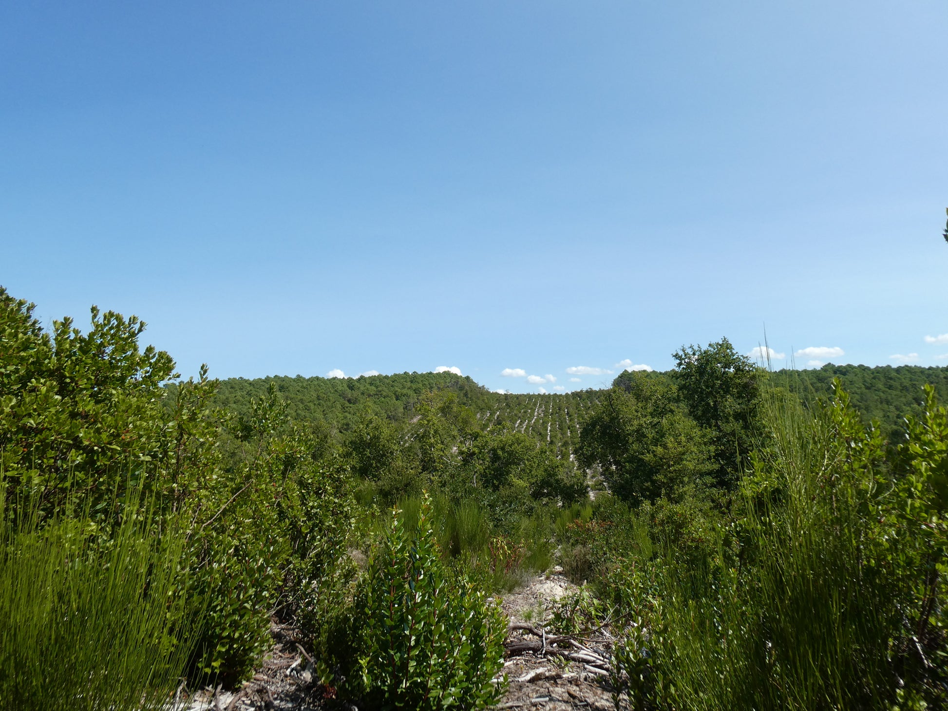 Scenic view of a forested landscape with clear blue sky